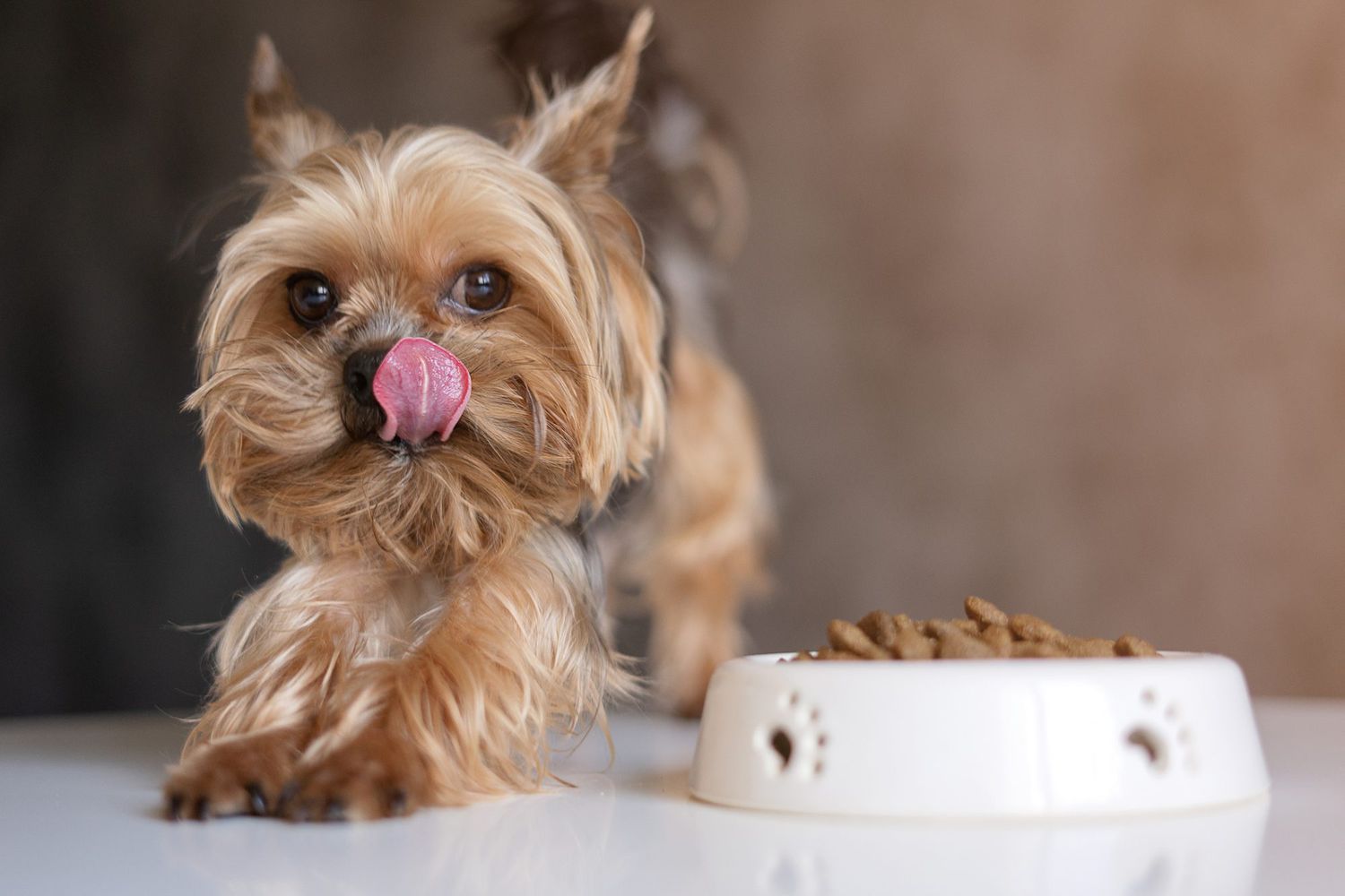 Front Page -Gooberpetdirect Shop yorkie licking chops 1138155356 2000 bb26329802ca47ef97c9d3314d29c158